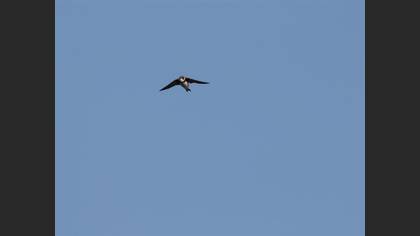 Sand Martin