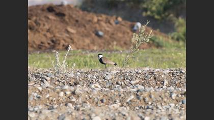 Spur-winged Lapwing