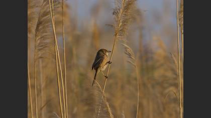 Iraq Babbler