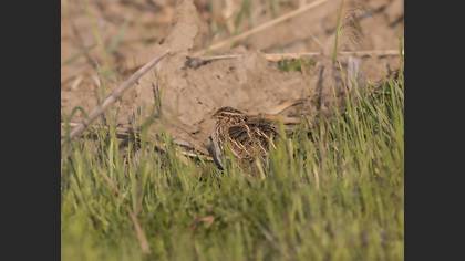 Common Quail
