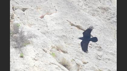 Northern Raven