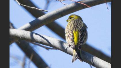 European Serin