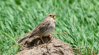 Corn Bunting