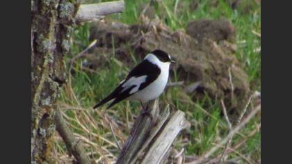 Collared Flycatcher