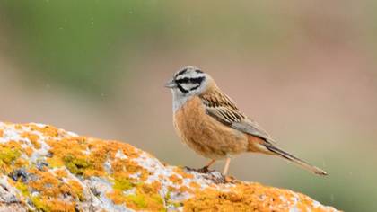 Rock Bunting