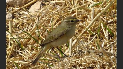 Common Chiffchaff