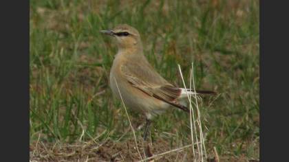 Isabelline Wheatear