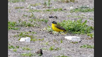 Western Yellow Wagtail