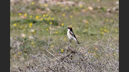 Woodchat Shrike
