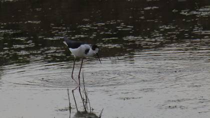 Black-winged Stilt