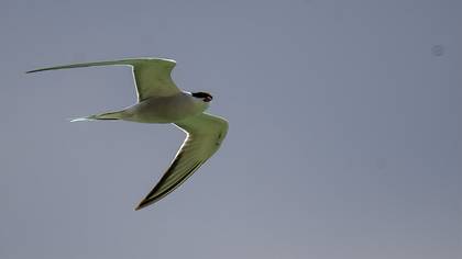 Common Tern