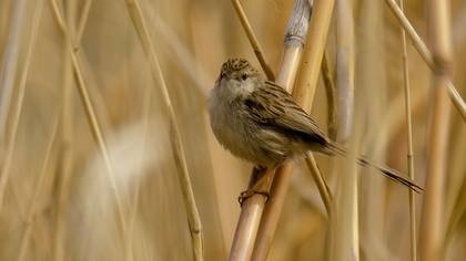 Delicate Prinia