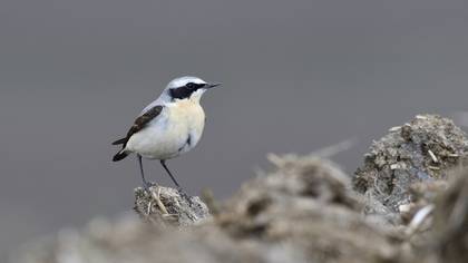 Northern Wheatear