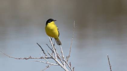 Western Yellow Wagtail