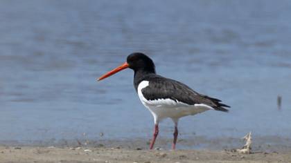 Eurasian Oystercatcher