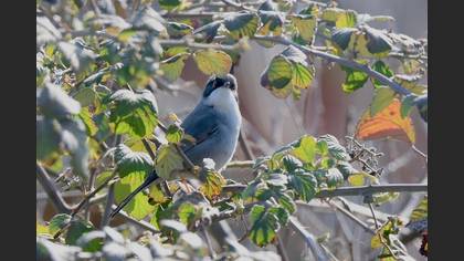 Sardinian Warbler