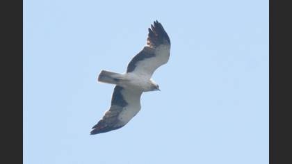 Booted Eagle