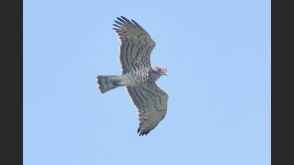 Short-toed Snake Eagle