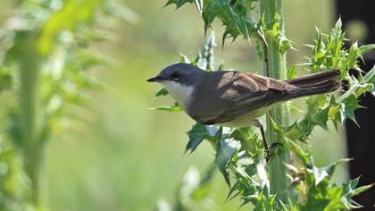 Lesser Whitethroat