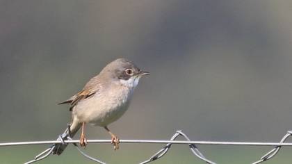 Common Whitethroat