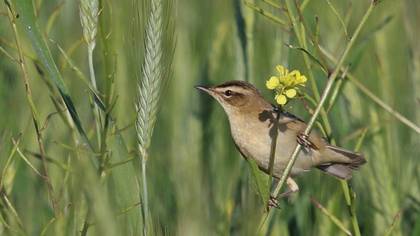Sedge Warbler