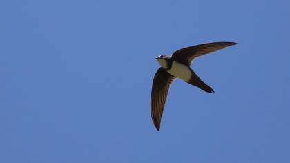 Alpine Swift