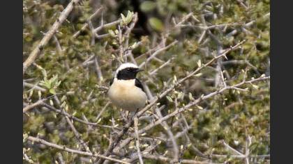Black-eared Wheatear