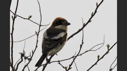 Woodchat Shrike
