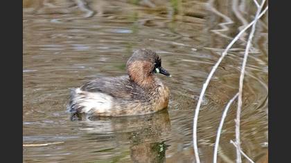 Little Grebe