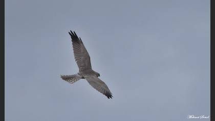 Pallid Harrier