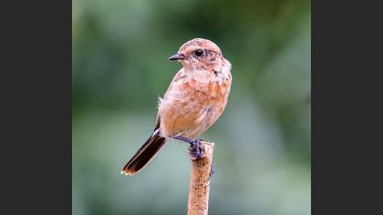 Whinchat
