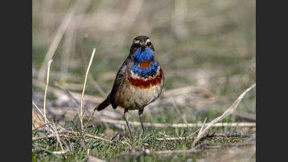 Bluethroat