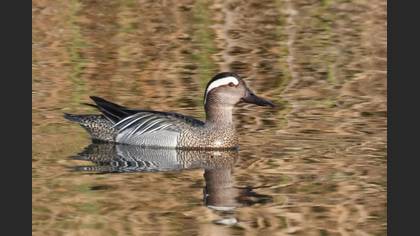 Garganey