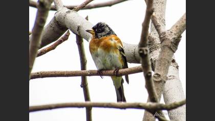 Brambling