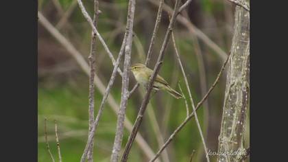 Common Chiffchaff