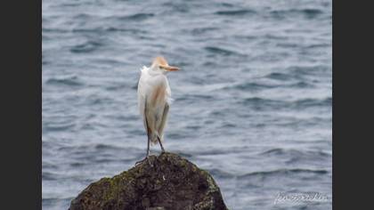 Western Cattle Egret