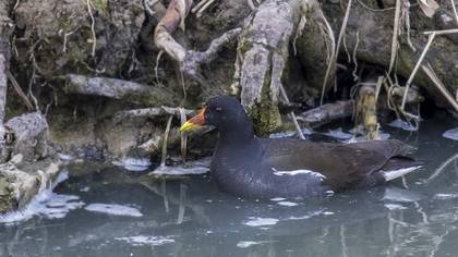 Common Moorhen