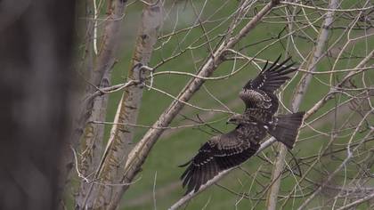 Black Kite