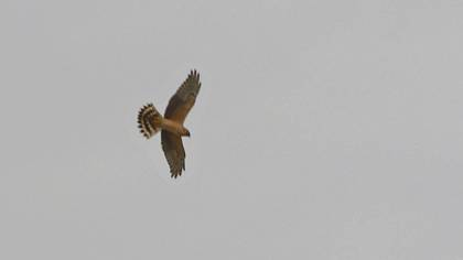 Pallid Harrier