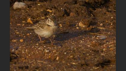 Greater Short-toed Lark