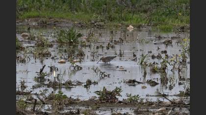 Black-tailed Godwit