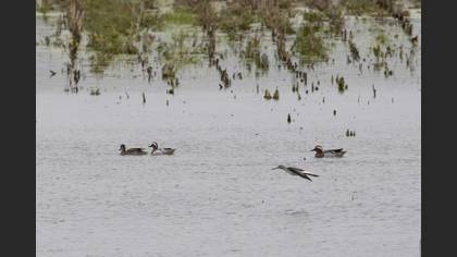 Garganey