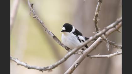 Collared Flycatcher