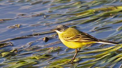 Western Yellow Wagtail