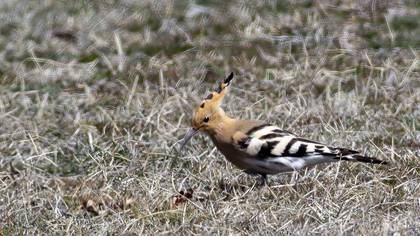Common Hoopoe