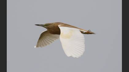 Squacco Heron