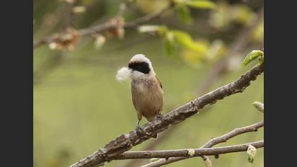 Eurasian Penduline Tit
