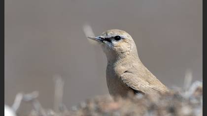 Isabelline Wheatear