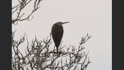 Purple Heron