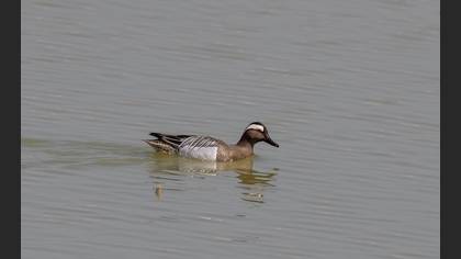 Garganey